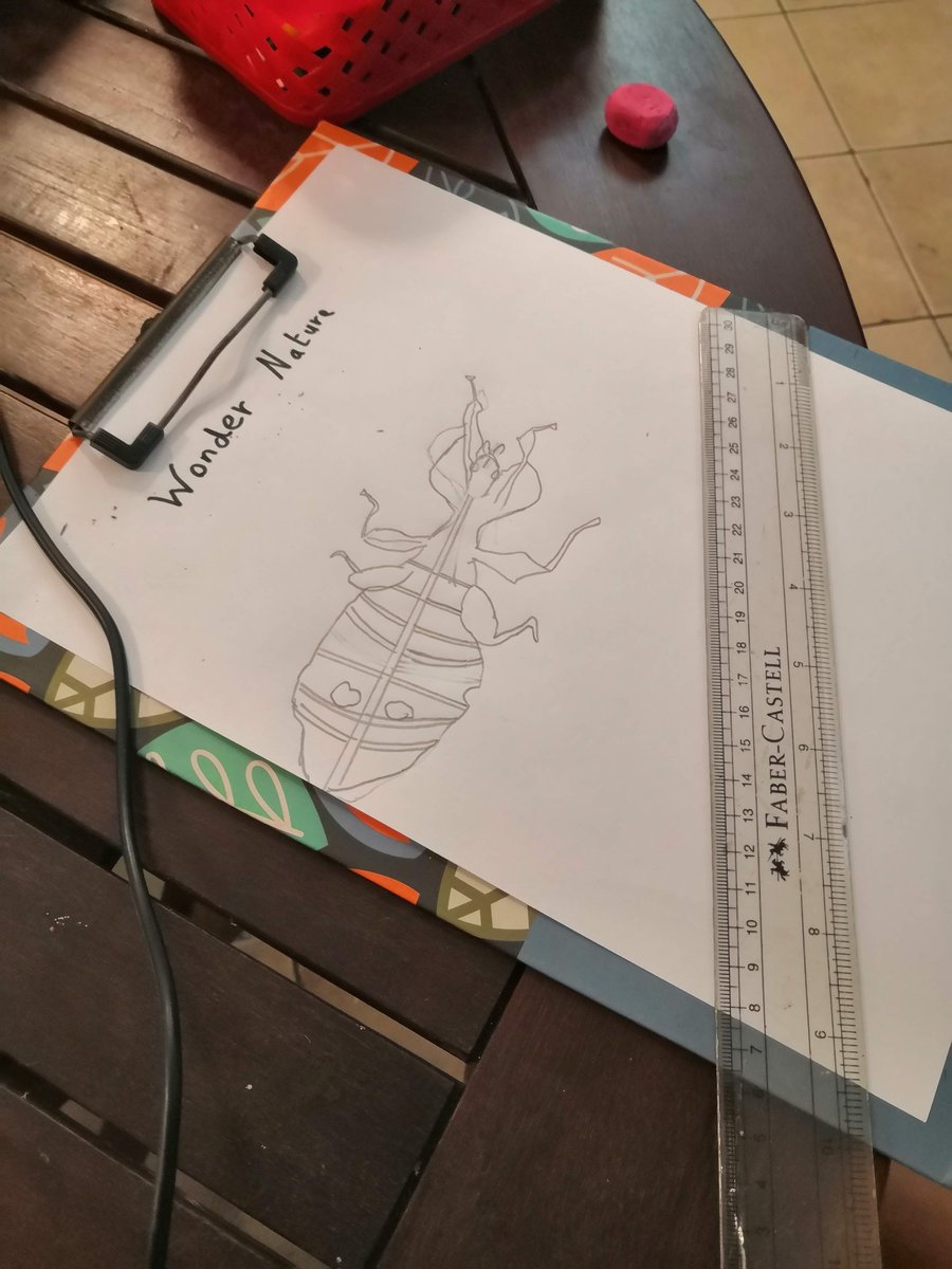 LSKlearning's tweet photo. @tblackTAB @MarineGOfficial @sharma10_jai @SciJesse @owensscience @EBTSOYP @ResendezJenny @drvickip This is lovely to see the Orchid Mantis live. Some weeks ago I showed my Ss the Wonder Nature pic and they had to choose one insect to explore
Mathis - Orchid Mantis presentation
Luca - Stick insect fact sheet
#StudentExplorer #ExplorerMindset #curiosity🤩💛 https://t.co/EJvC4fbF1J