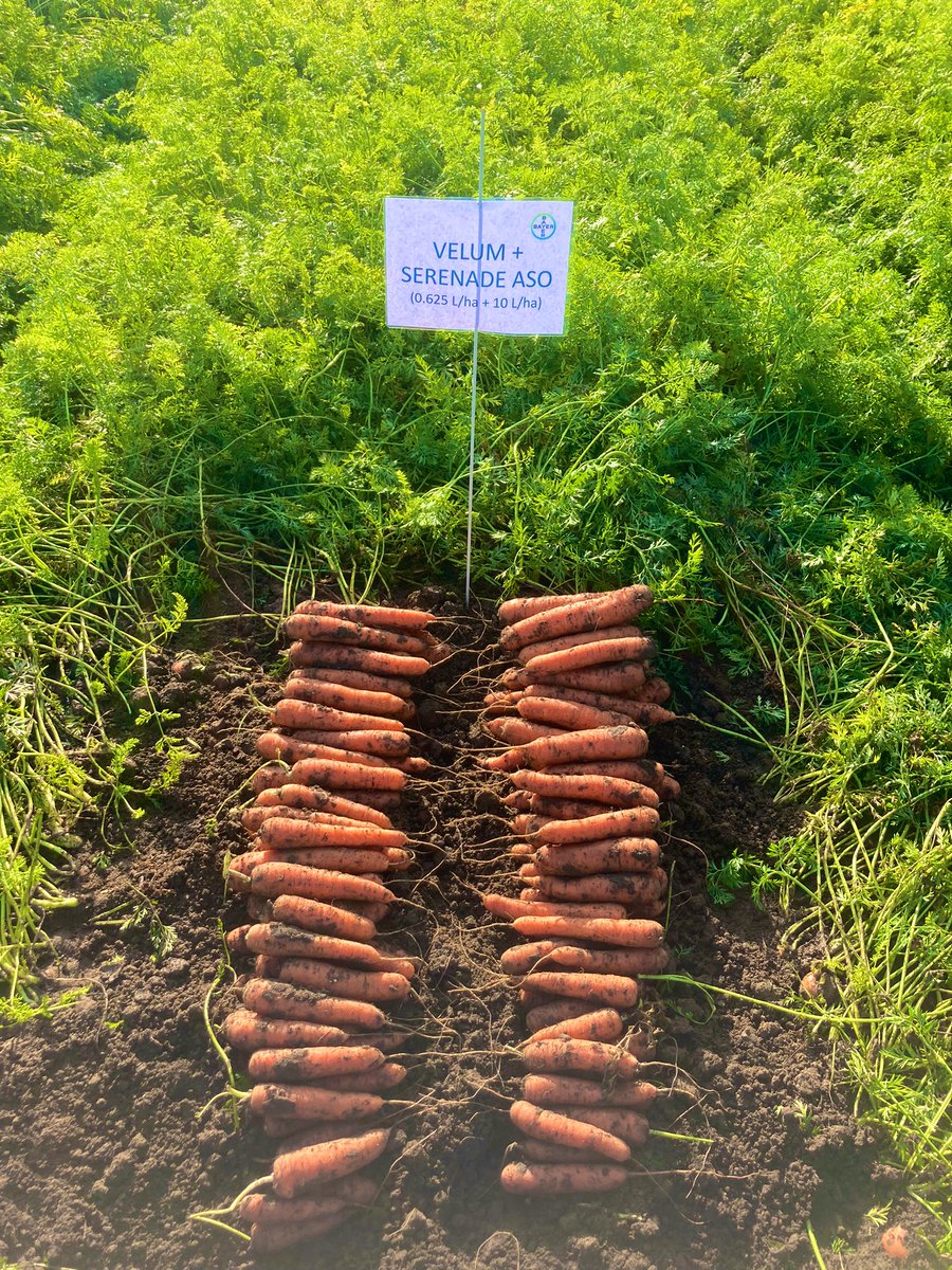 Amy King tweet media