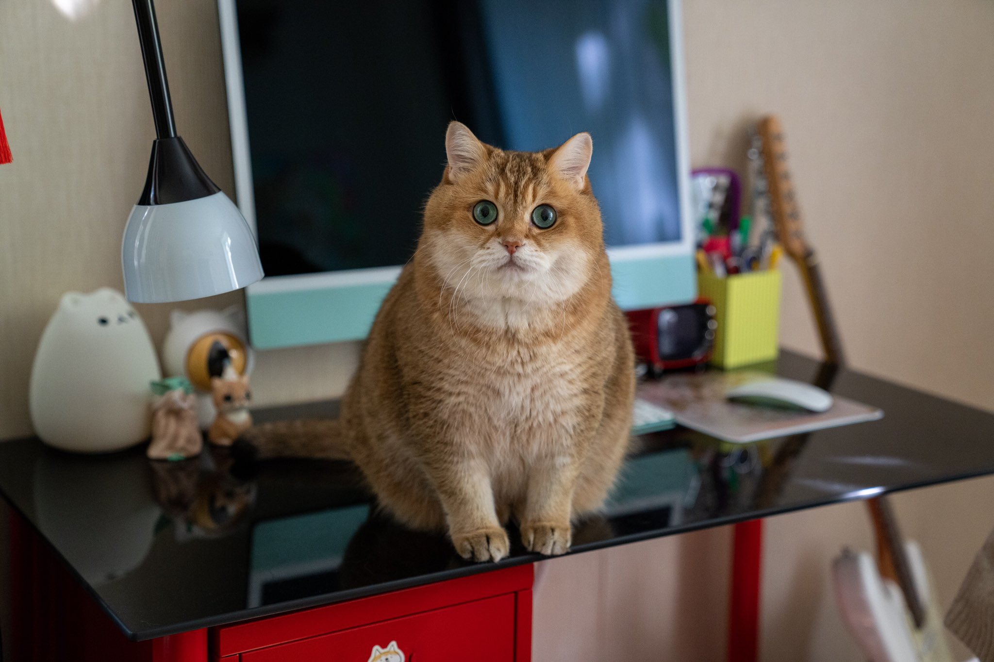 Raincat