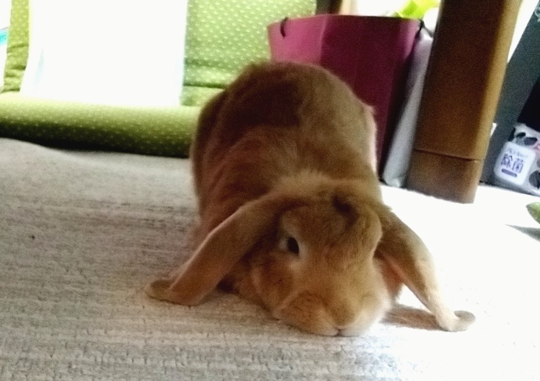 ロップイヤー Twitter Search