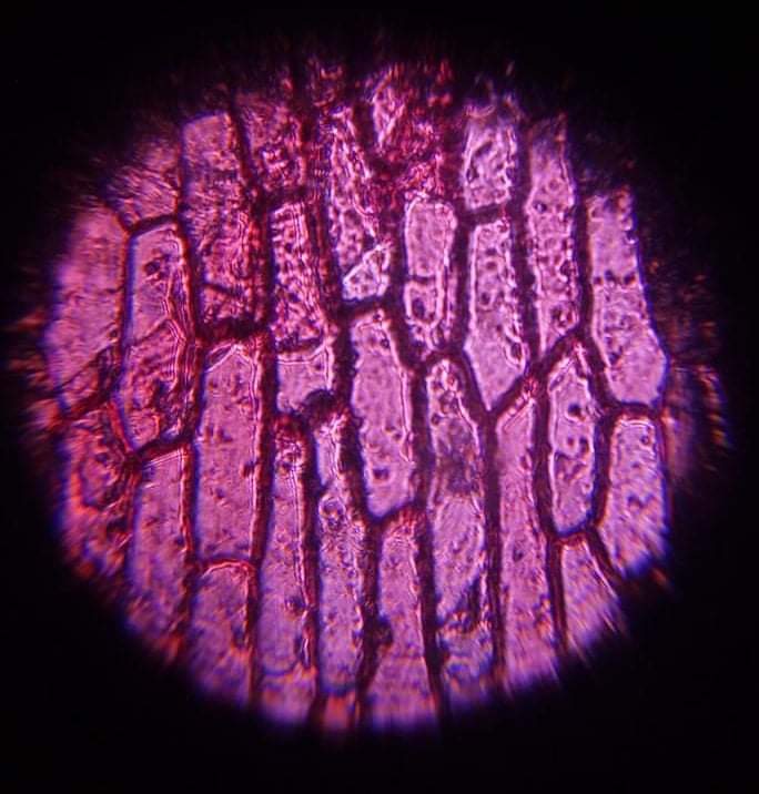 frustrated_MD's tweet photo. Pathology professor: What do you see in the slides?
Me: Doc I see hope. I see a bright future for our nation. #LetLeniLead2022 https://t.co/PCKMJzM4cv