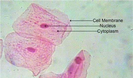 frustrated_MD's tweet photo. Pathology professor: What do you see in the slides?
Me: Doc I see hope. I see a bright future for our nation. #LetLeniLead2022 https://t.co/PCKMJzM4cv