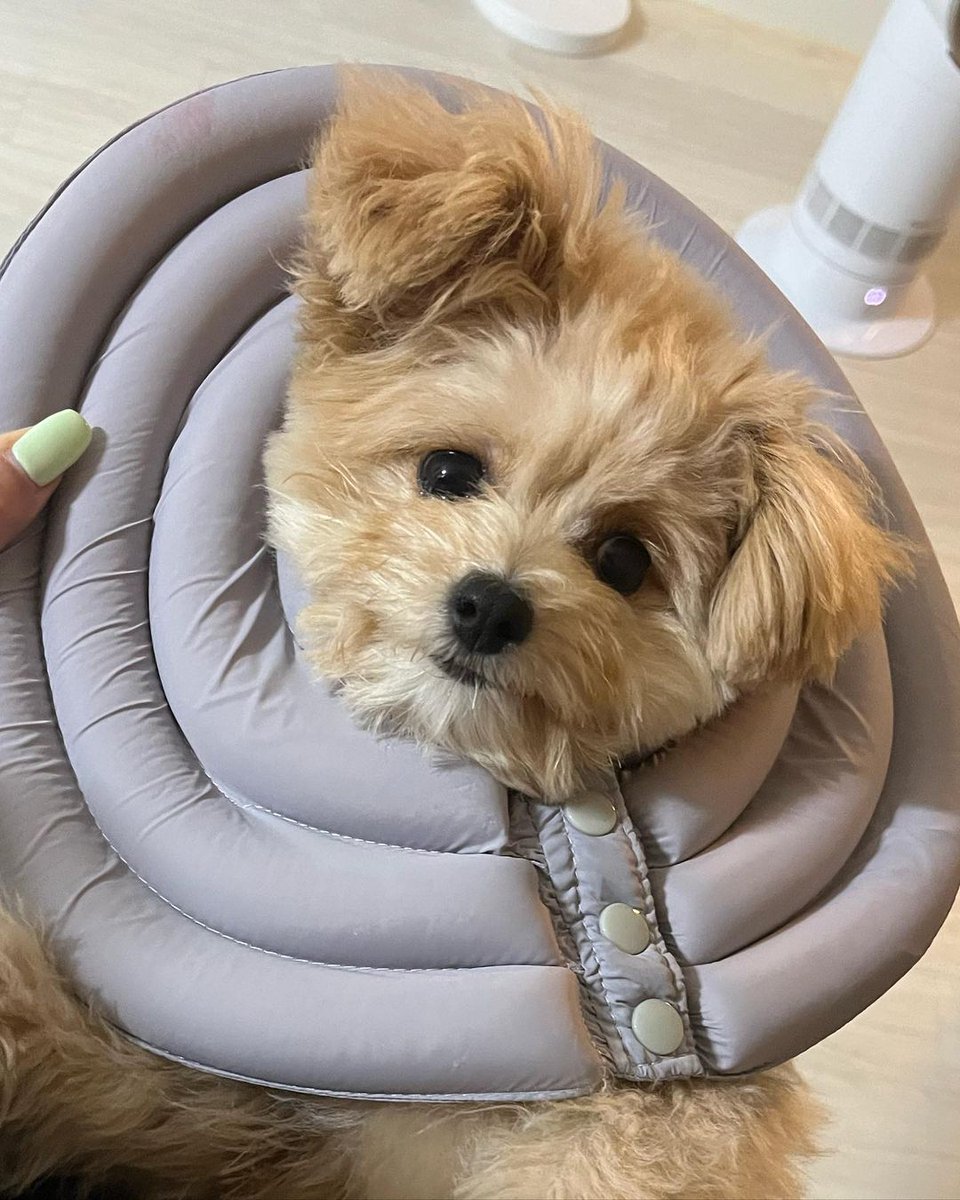 geumbithings's tweet photo. Hello My Woof woof 😭❤️
I missed you ❤️ https://t.co/du9CHn1DX4