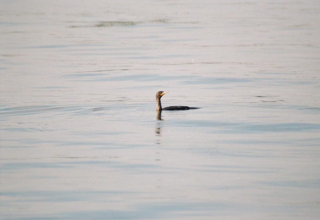 CPDavy's tweet photo. Toronto Harbor Cormorant
#eos7e #canonfilmcommunity #lomo400 #lomography #tokina400mm #shootfilmstaybroke #filmcommunity #filmisnotdead #toronto #torontoliving #canadianfilmphotographers #northernfilmcollective #classiccamera #filmicstreets #inside… https://t.co/uDfJzR7vTg https://t.co/Udz7erb38U