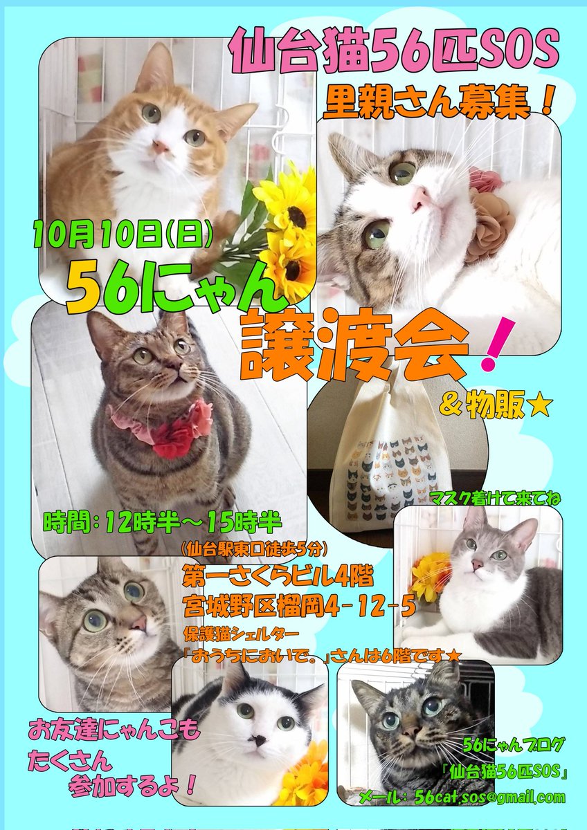 56cat_sos's tweet photo. アメブロを投稿しました
https://t.co/uwifFMUEBN
『仙台猫56匹SOS』10月10日(日)は譲渡会です！！
#アメブロ
56にゃんと、メンバーの保護猫達も参加します✨✨ https://t.co/0Mmn3yUQxq