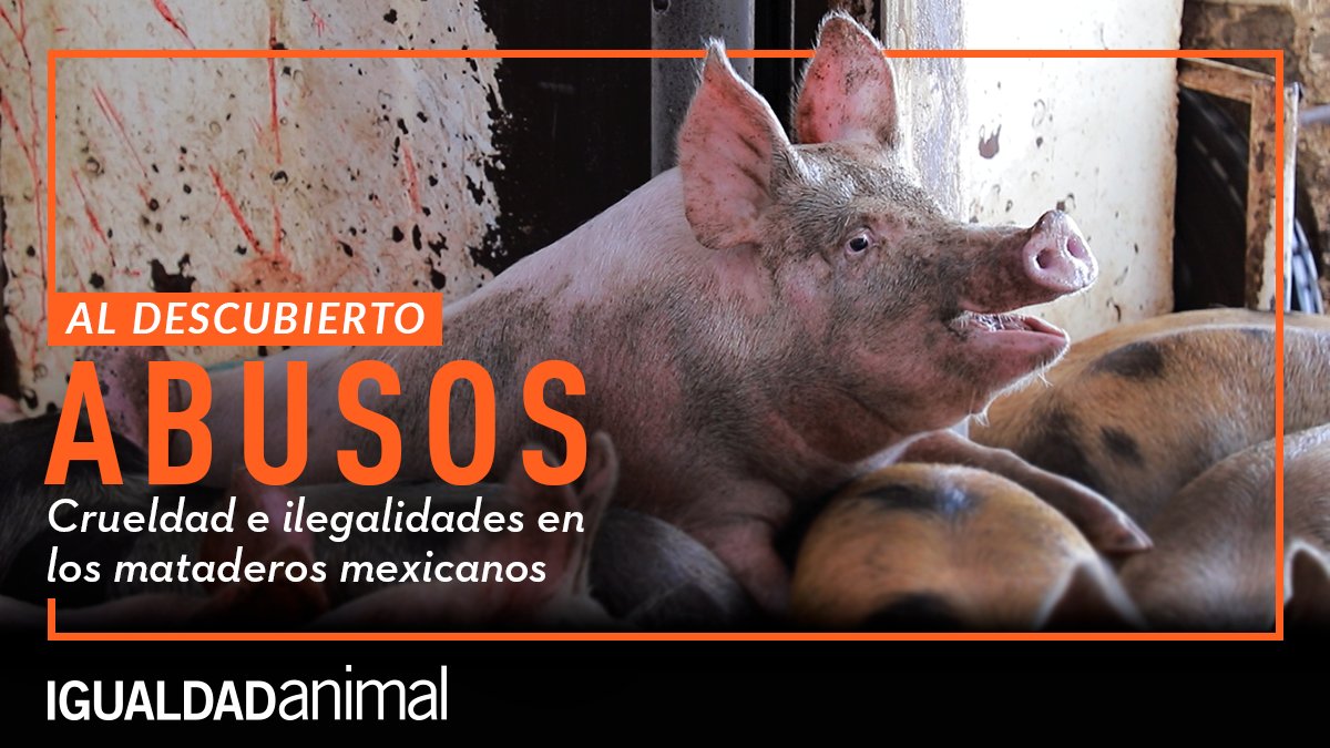 IgualdadAnimal's tweet photo. Los operarios tratan a los animales con brutalidad y violencia, golpeándoles con varas y dándoles patadas, lo que les provoca miedo extremo, estrés y dolor...

Presentamos nueva #investigación en México. https://t.co/zyGZtV6QCV