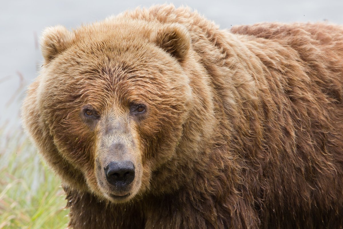 USFWS's tweet photo. Wishing all bears their ideal weight gain over the coming weeks and congratulations to 480 Otis for understanding the assignment. Learn more about the fat bear diet plan: https://t.co/dISiA2xOsU

Kodiak brown bear (adult female). 📷 USFWS/Lisa Hupp #WildlifeRefuge #FatBearWeek https://t.co/n8Vzgtsxf8