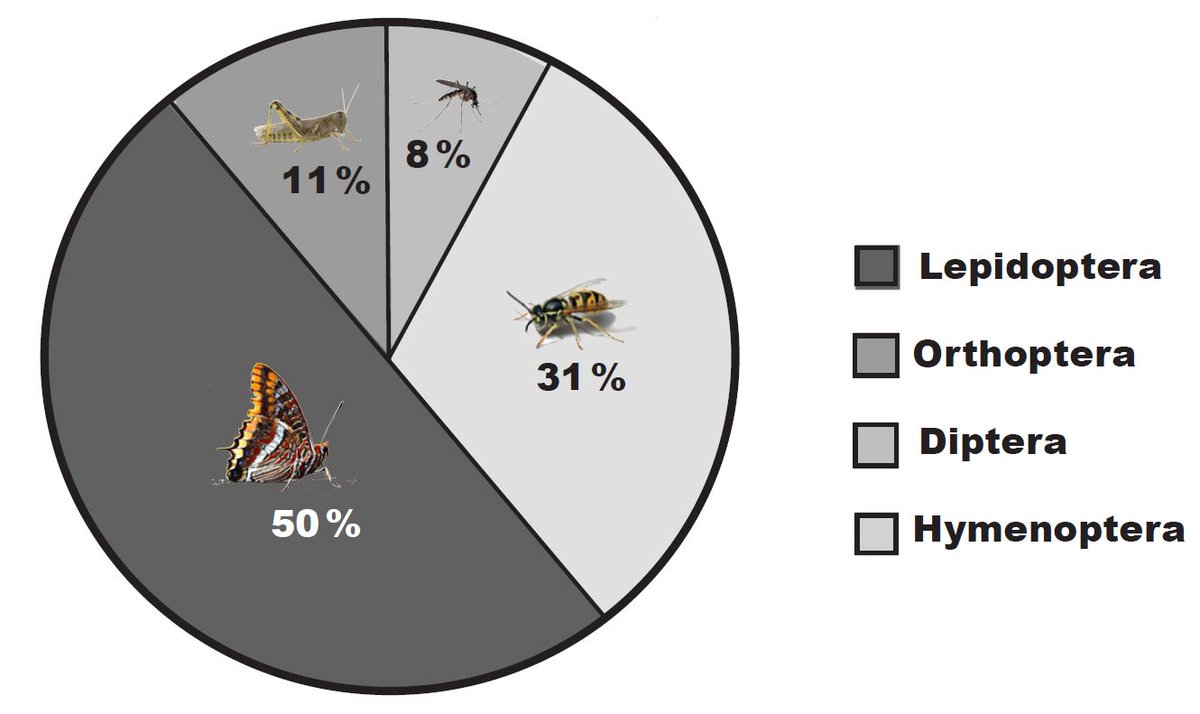 SenarJC's tweet photo. We have just published a paper on the diet of urban Great tits. Birds in the city mainly rely on butterflies and wasps, greatly reducing caterpillar ingestion. This probably reduces breeding success in the city. #ABC   https://t.co/6FjmyoQFOM https://t.co/7xib6mgAqE