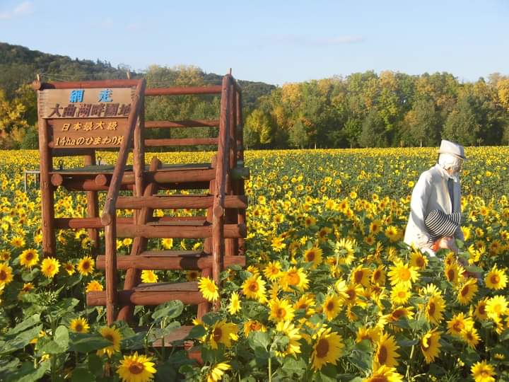 藤井 龍彦 先日撮りに行きました網走大曲湖畔園地のひまわり とても綺麗でした 来年のオホーツク網走マラソンでのゴールを味わいたいです 網走 大曲湖畔園地 ひまわり オホーツク網走マラソン