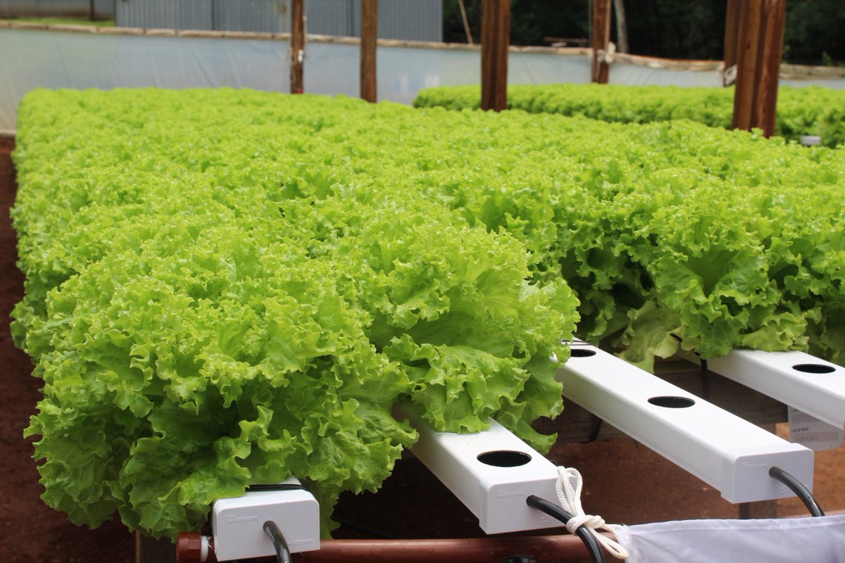 SebaOriozabala's tweet photo. Innovación para la horticultura comercial 👉 Visitamos la localidad de Dos de Mayo para acompañar la primera cosecha de hortalizas 🥗 producidas bajo el sistema de hidroponía.

#SomosAgro https://t.co/vjpkyWY7t2