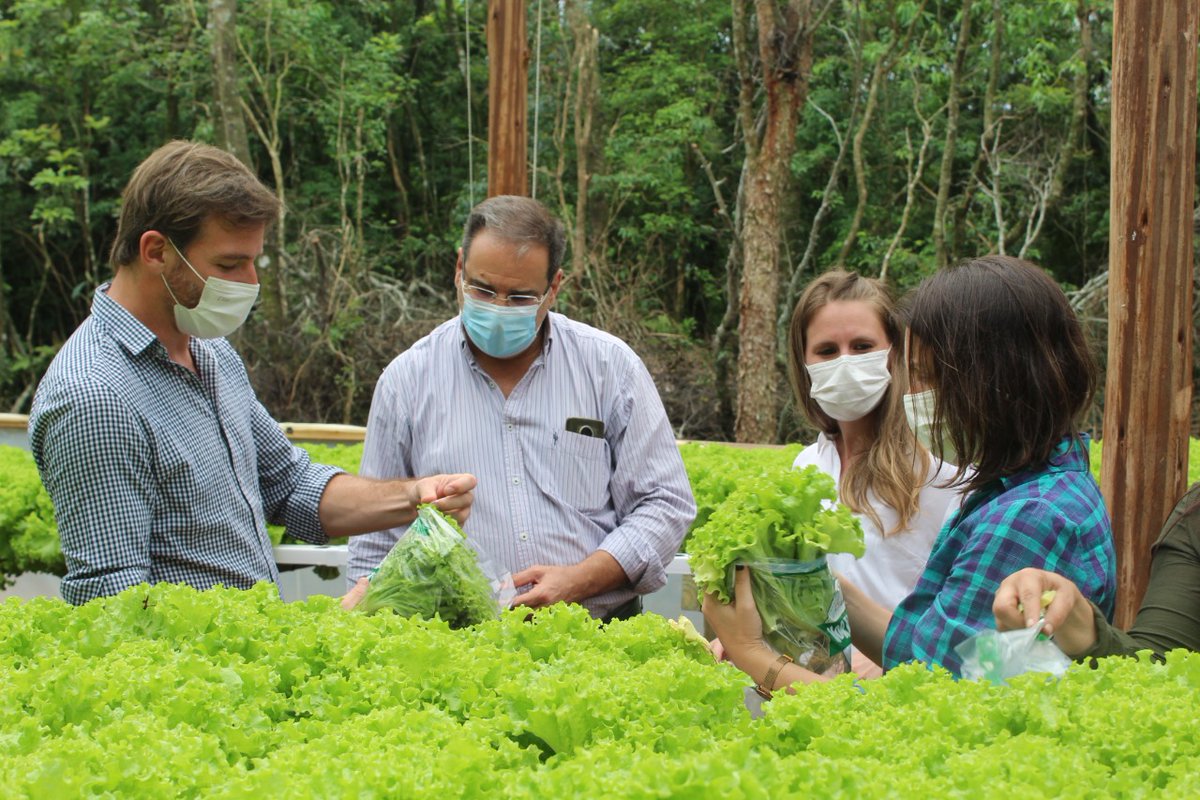 SebaOriozabala's tweet photo. Innovación para la horticultura comercial 👉 Visitamos la localidad de Dos de Mayo para acompañar la primera cosecha de hortalizas 🥗 producidas bajo el sistema de hidroponía.

#SomosAgro https://t.co/vjpkyWY7t2