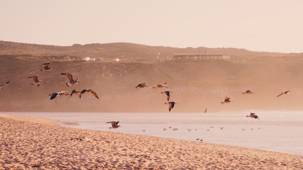 daniela_plesa's tweet photo. Empty beaches of Portugal.
#Portugal #traveling #Sunsetbeach #goldenhour #algarve https://t.co/UwdNBhGnf9