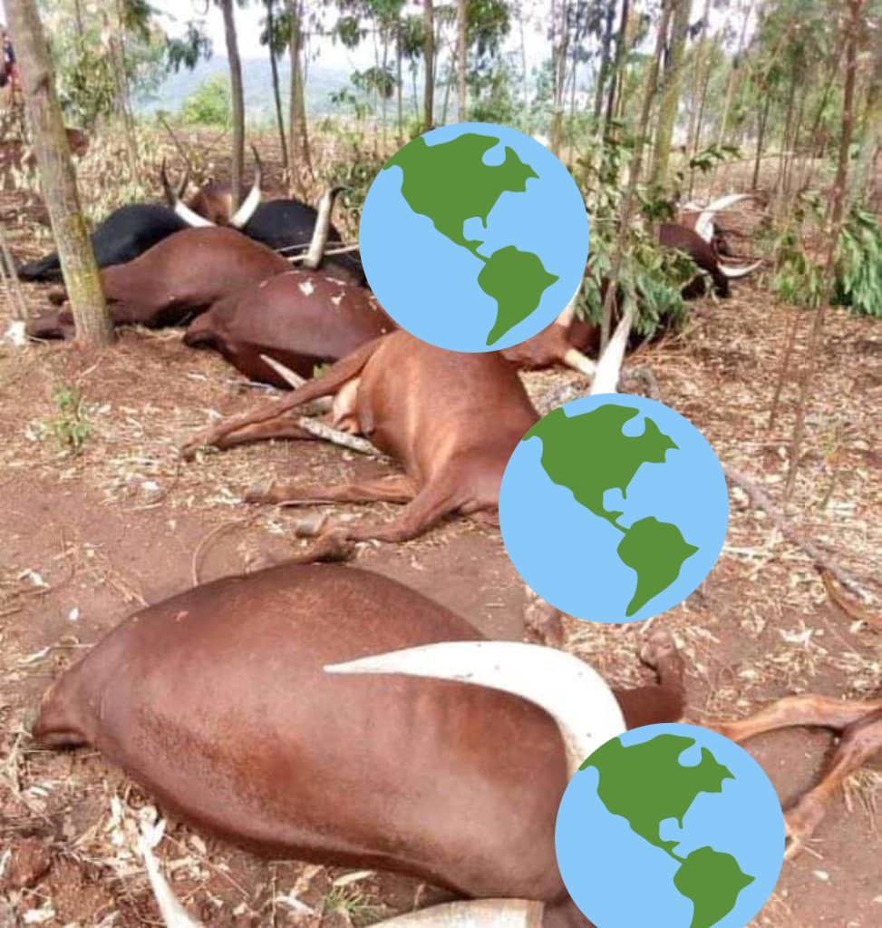 MaishaRdc's tweet photo. #ITURI_RDC: Le Groupe armé CHINI YA KILIMA dit #FPIC viet de tuer une centaine des vaches appartenant aux éleveurs dans le Village de #TINDA. Cette pratique est utilisée par les Milices à l'#EST aux fins tuer des civils avec la famine pour les chasser de leurs villages.(7/10/021) https://t.co/ibtN8u4Q4O