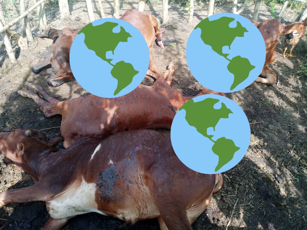 MaishaRdc's tweet photo. #ITURI_RDC: Le Groupe armé CHINI YA KILIMA dit #FPIC viet de tuer une centaine des vaches appartenant aux éleveurs dans le Village de #TINDA. Cette pratique est utilisée par les Milices à l'#EST aux fins tuer des civils avec la famine pour les chasser de leurs villages.(7/10/021) https://t.co/ibtN8u4Q4O