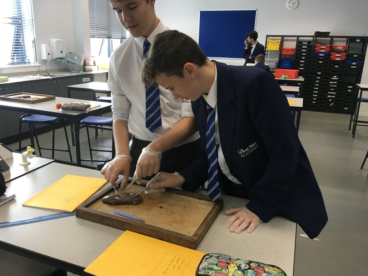 nieperscience's tweet photo. Our Year 10 separate scientists dissecting kidneys. @nieperacademy https://t.co/GSEGMaO41A
