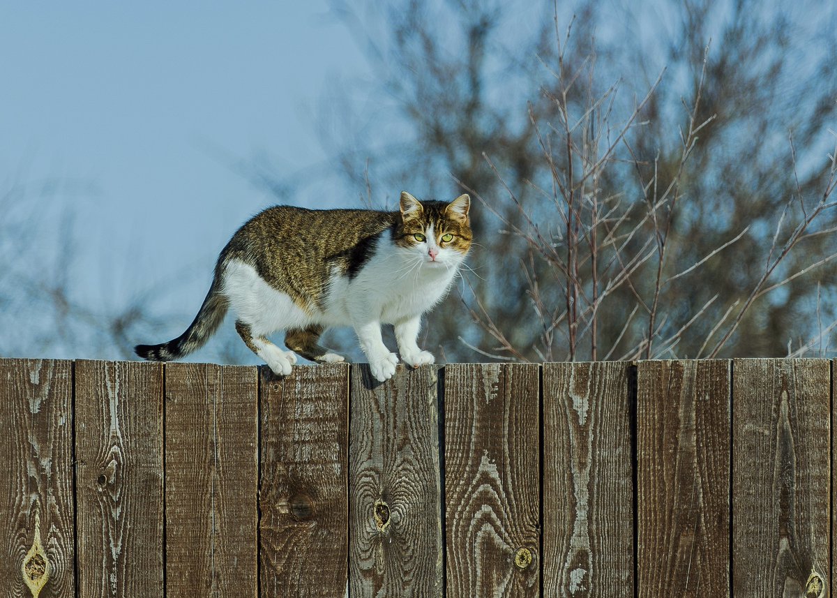 Звуки гуляющих котов. Мартовская кошка. Кот идет. Март коты. Кошка гуляет.