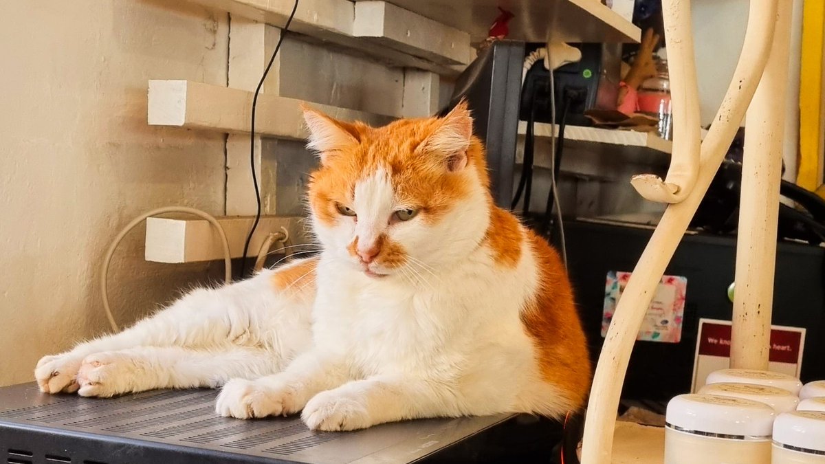 OneStopWander's tweet image. Purrfect spot in Darling!
Coffee, light meals, gifts, homeware &amp;amp; clothes at The Marmalade Cat. Don't you love small town places with oodles of character? 🐈🐾

We made sure we met Marmalade AKA the Maître D, in her pawsome senior glory 🧡
#roadtrip #ShareSouthAfrica #shotleft