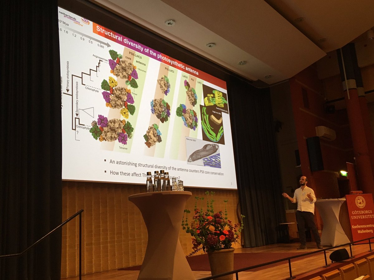 bengeliscious's tweet photo. Beautiful talk by @PascalAlbanese at #NPC15 @photocongress.  Structural proteomics of thylakoid stacking 🌱.  All those stromal LHCII loops can try to hide from #CryoEM but they can’t get away from #MassSpec 😎 https://t.co/Vb91H0bzNo