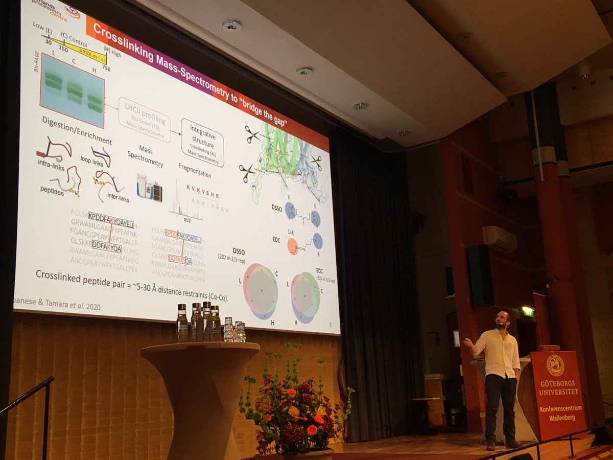 bengeliscious's tweet photo. Beautiful talk by @PascalAlbanese at #NPC15 @photocongress.  Structural proteomics of thylakoid stacking 🌱.  All those stromal LHCII loops can try to hide from #CryoEM but they can’t get away from #MassSpec 😎 https://t.co/Vb91H0bzNo