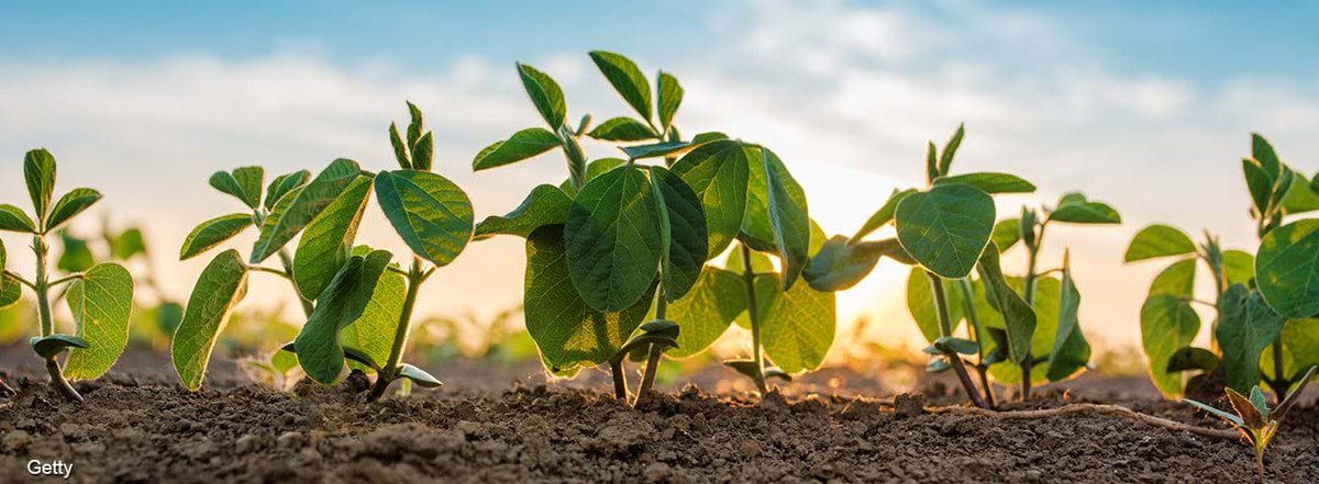 TheRealSloFi's tweet photo. Growing your capital in a safer #DeFi environment.

By introducing SOY Finance, we bring a powerful and secure platform to the #crypto community.

Growing SOY Finance 
🌱 https://t.co/ES6FdDPWXv https://t.co/KhqLhW6Ymh
