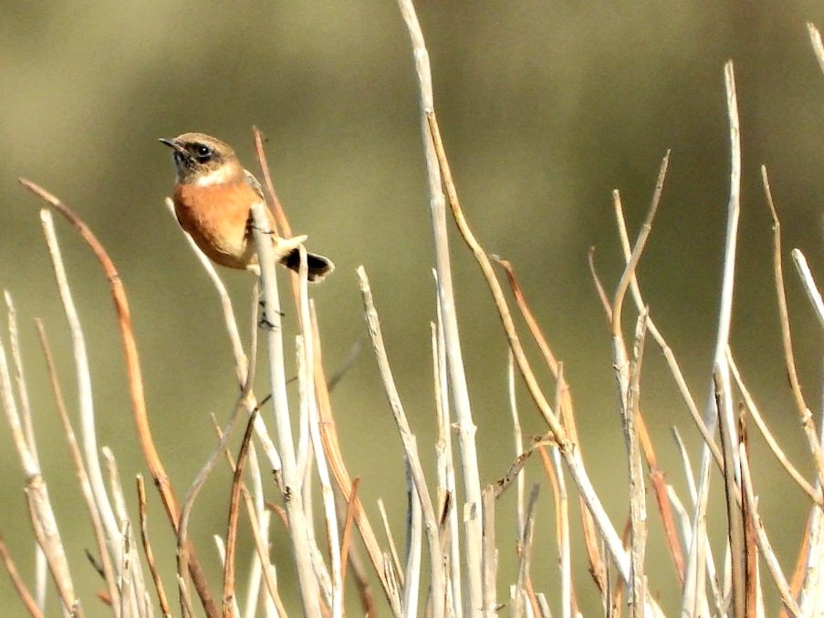 MaaikeWermer's tweet photo. Mijn spiksplinternieuwe verrekijkertje, gekocht bij @natuurdigitaal, ingewijd vandaag met een
#roodborsttapuiten en #lijster trek dag. π Heel veel #koperwieken en #zanglijsters. Kers op de laatste #Texel dag: een snel overvliegende #blauwekiekendief #vogeltrek. https://t.co/vWVG1136Je
