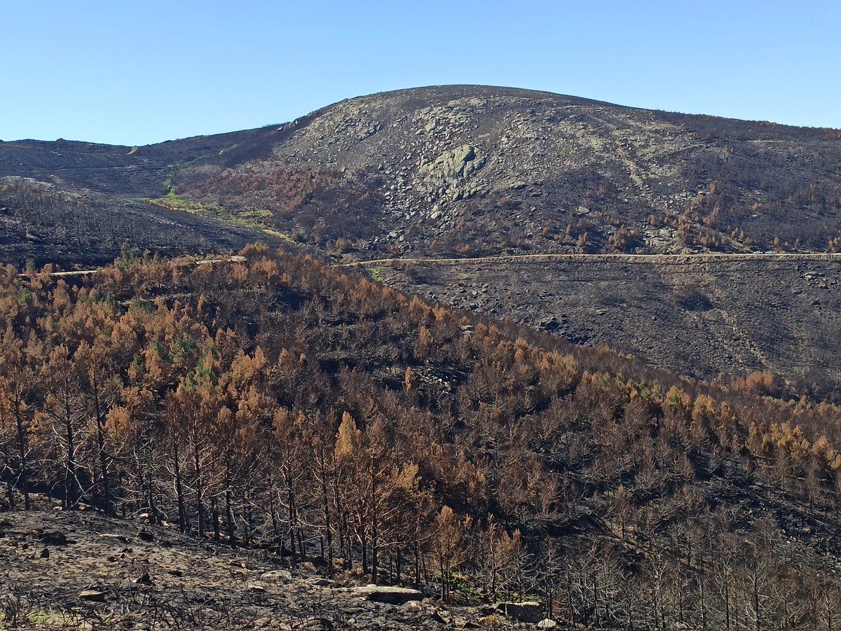 Fuego_lab's tweet photo. Jornada de campo #VIS4FIRE @INIA_es y nuevo proyecto @FireFungi_ coordinado por @caponte__ y colaboración de Ana Rincón @CSIC para localización de zonas de muestreo en #IFNavalacruz #ciencia #IIFF https://t.co/OTZuwaeIvP