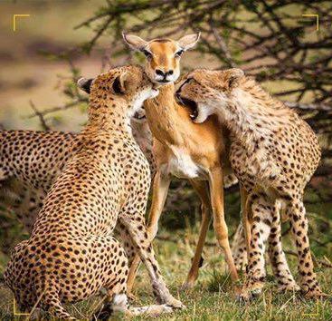 بلا خوف ، ولا ذل ، ولا انكسار .. تقف الغزالة تتحدى الأنياب التي تخترق جسدها.. إن كنت ميت لا محاله .. فمت هكذا .. واقفاً. 

#السعوديه_lليابان
#المنتخب_السعودي