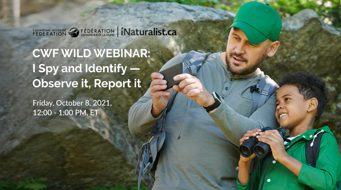 Tomorrow Friday October 8 at 12-1pm, join <a href="/CWF_FCF/">Canadian Wildlife Federation</a> for a webinar with <a href="/CanadaInvasives/">CCIS</a> to learn how you can help track and report invasive species across Canada and support biodiversity through the national I Spy and Identify project. Sign up at linktr.ee/uwecologylab