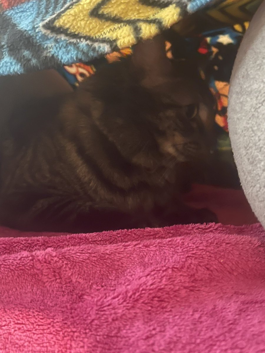 HarmonyUsInc's tweet photo. #shoggath is #notapoiled in her rawer cave on the massage table #CatsOfTwitter #petcabal https://t.co/bX8fdeuREa