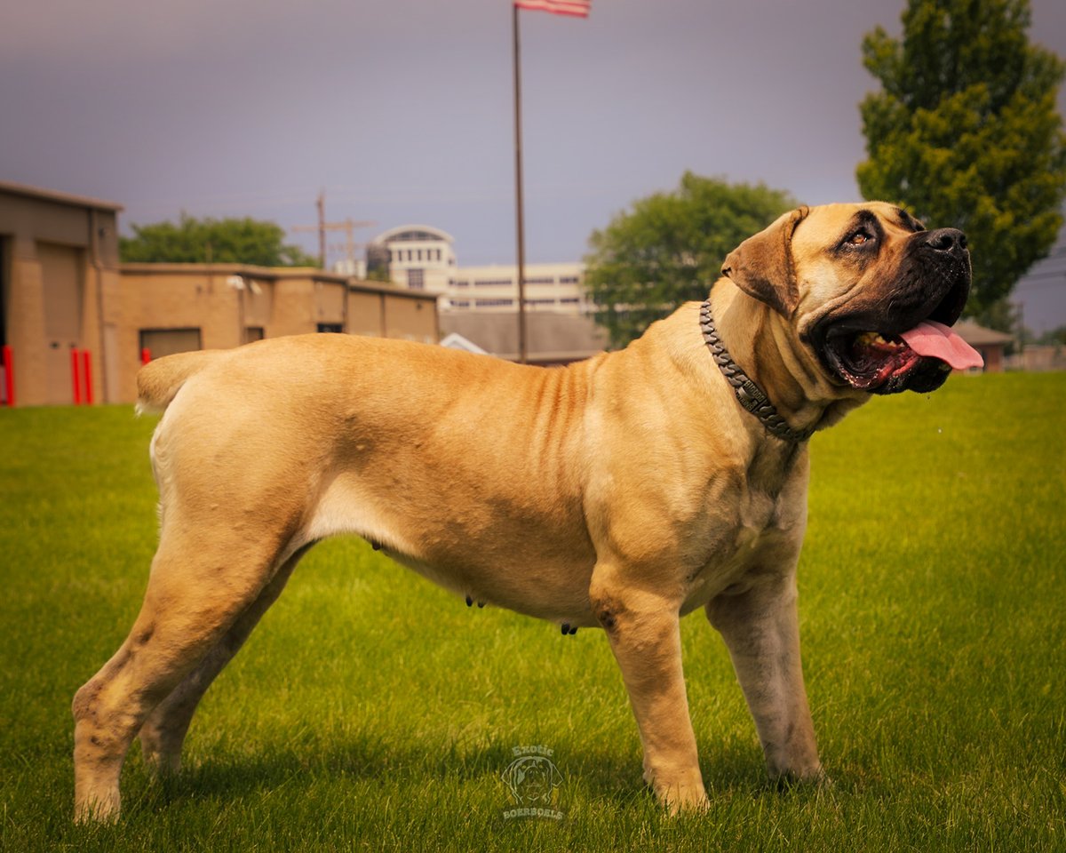 Confidence and intelligence are her strongest assets❤. Always eager to try and learn new things. 💯

Youtube👉youtube.com/c/ExoticBoerbo…

Follow @boerboel_breeder_int to see more content about Exotic South African Boerboels.

#boerboel #boerboels #boerboelmastiff