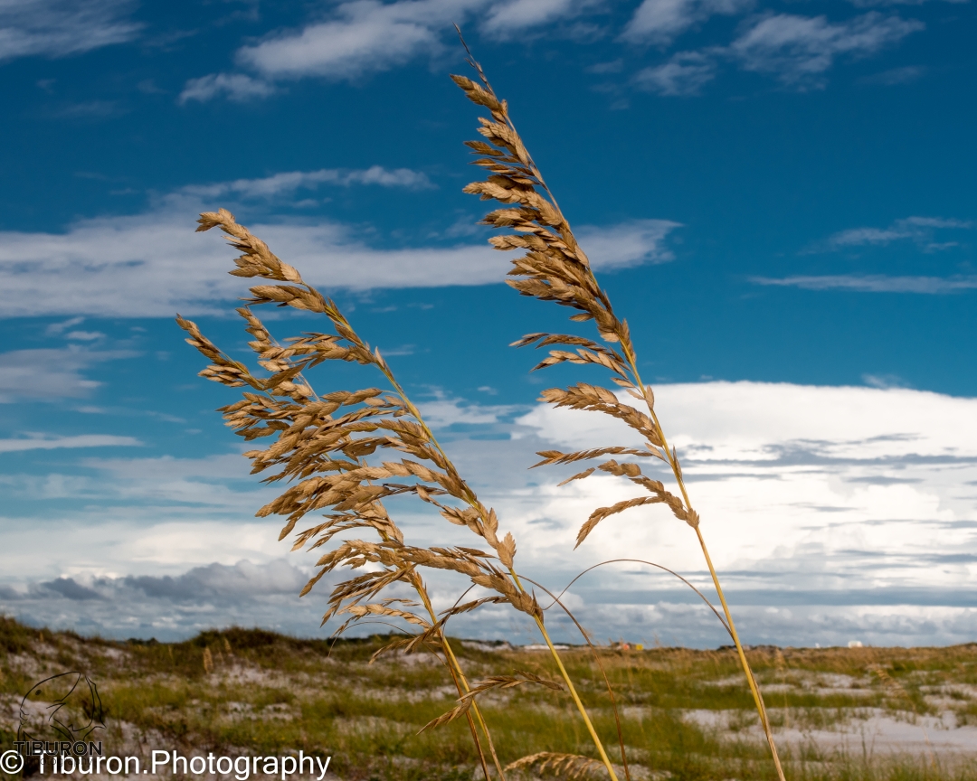 TiburonPhoto's tweet photo. #photooftheday #photography #photographer #texturephotography #florida #sanddunes https://t.co/VuHgV63ob7