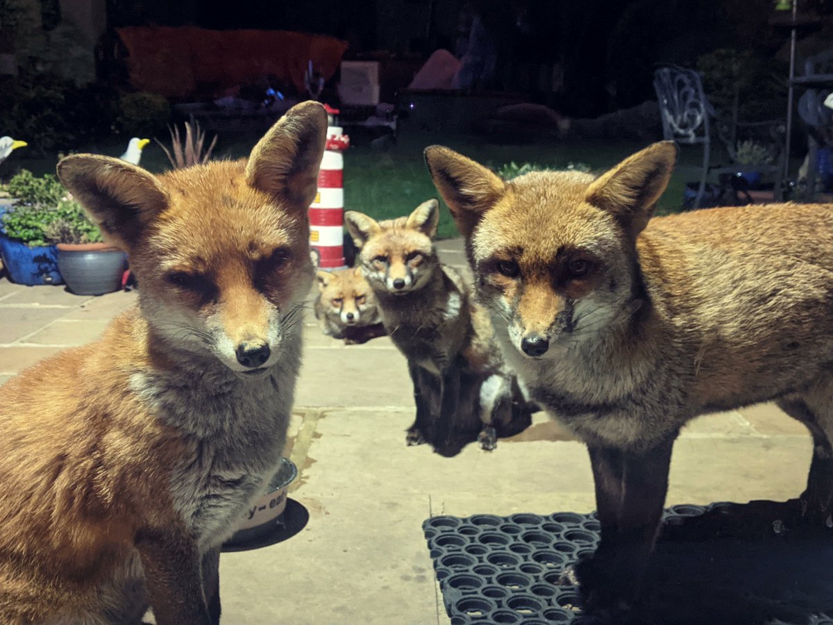 Lucy Goacher 🦊 SMALL SECRETS 🖤 tweet media