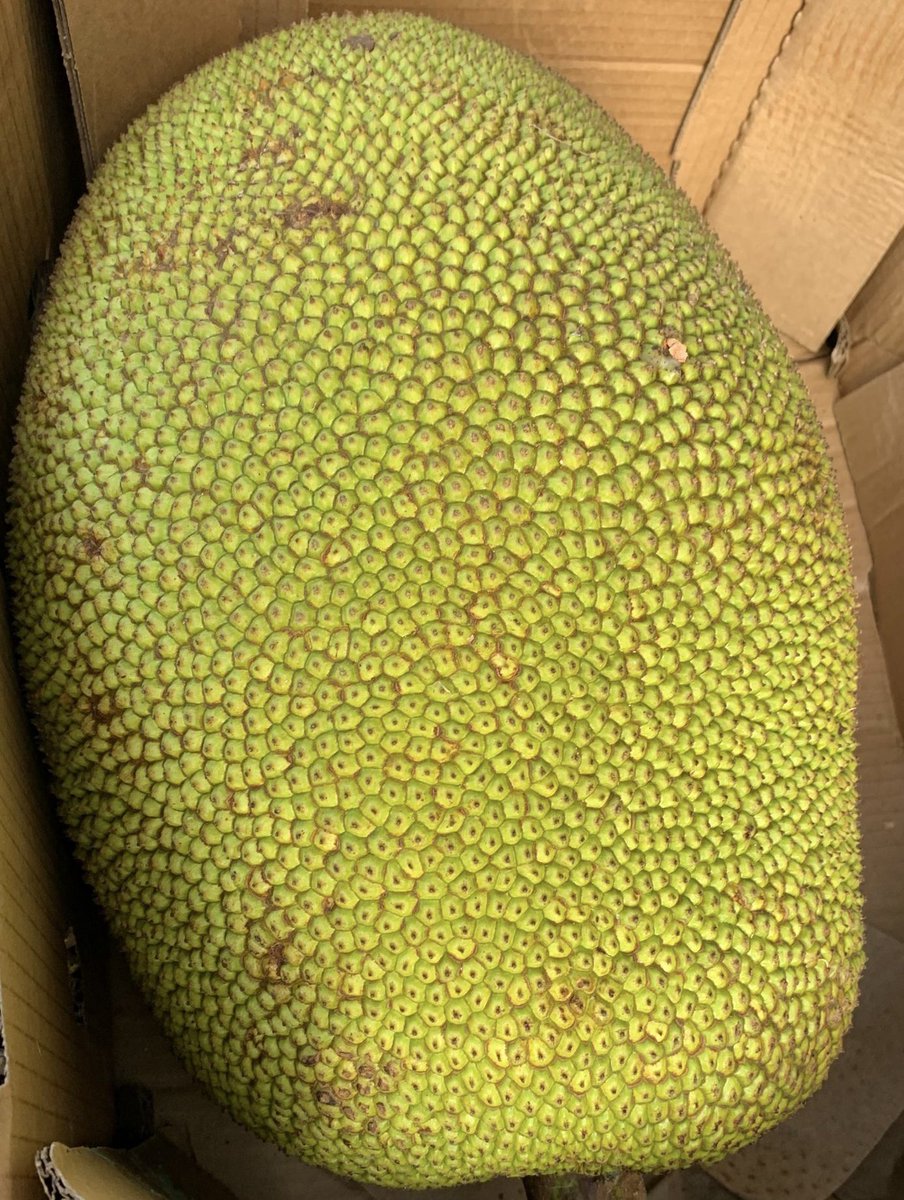 delhish's tweet photo. Jackfruit is so versatile and is delicious raw or ripe. Raw it can substitute the texture of meat and when ripe it’s amazingly sweet. What an amazing giant fruit that has been around since our ancestors. 

Open today from 4-9pm. Make a booking at https://t.co/eNfJ09Uy1Z

#vegan https://t.co/N2bghHKGNm