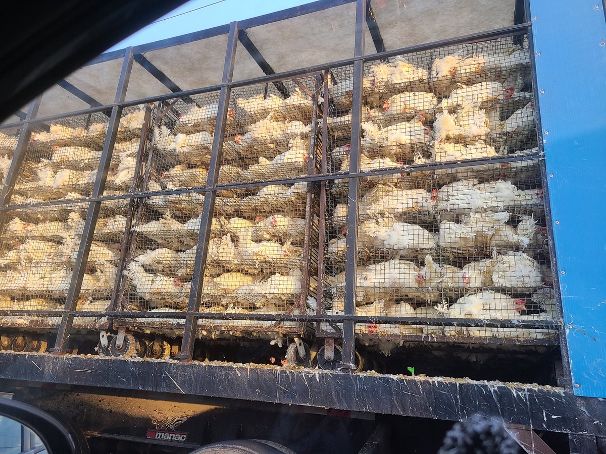 b_ryt89's tweet photo. MOORES PRODUCE LTD. HOW FUCKING DARE YOU. #mooresproduceltd #chickens #slaughter https://t.co/8LocC6vODR