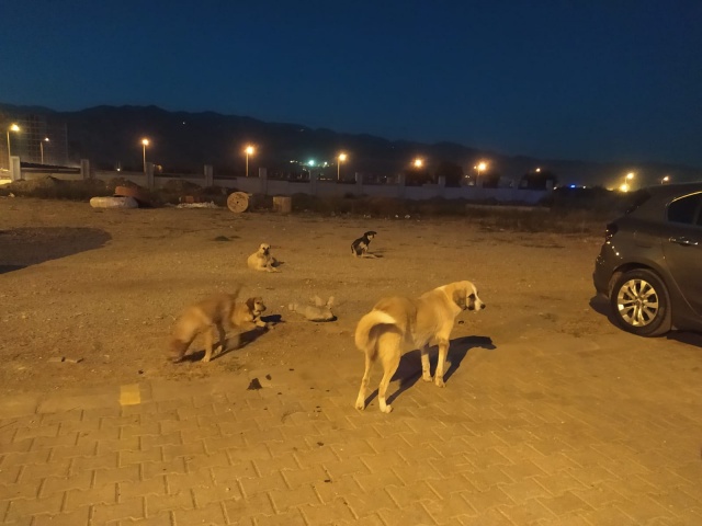 Tamgaturk On Twitter Basibos Kopek Saldirisina Ugrayan 8 Yasindaki Cocugun Cinsel Organi Koptu Https T Co Nyds0n4tos