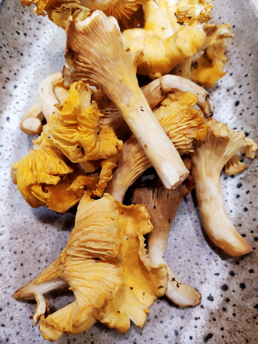 RestBocArte's tweet photo. 🍂Otoño es sinónimo de setas y en bocarte somos muy amantes de este producto. Prueba de ello son estos Níscalos y Cantharellus cibarius que ya están en nuestra cocina.

#bocarte #Pontevedra #setas #otoño #gastronomialocal #galicia https://t.co/mSu7qyklep