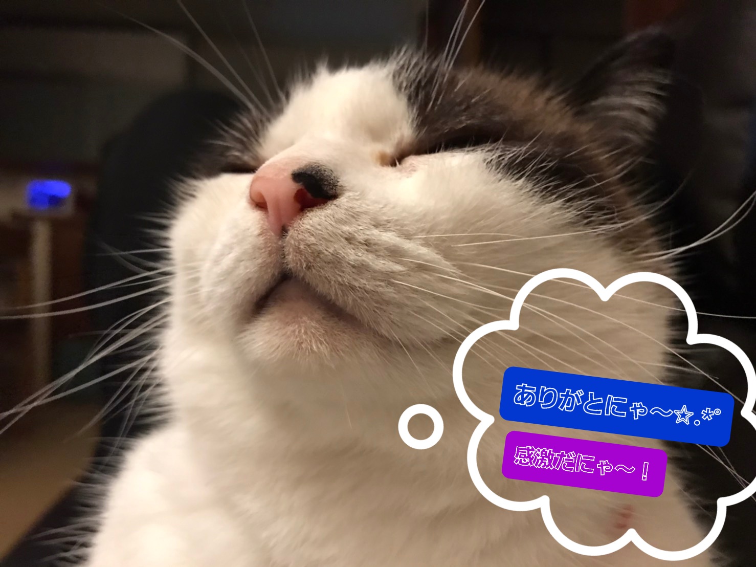 格安saleスタート あきねこ様 ありがとうございます 文房具 Realtypresents Com
