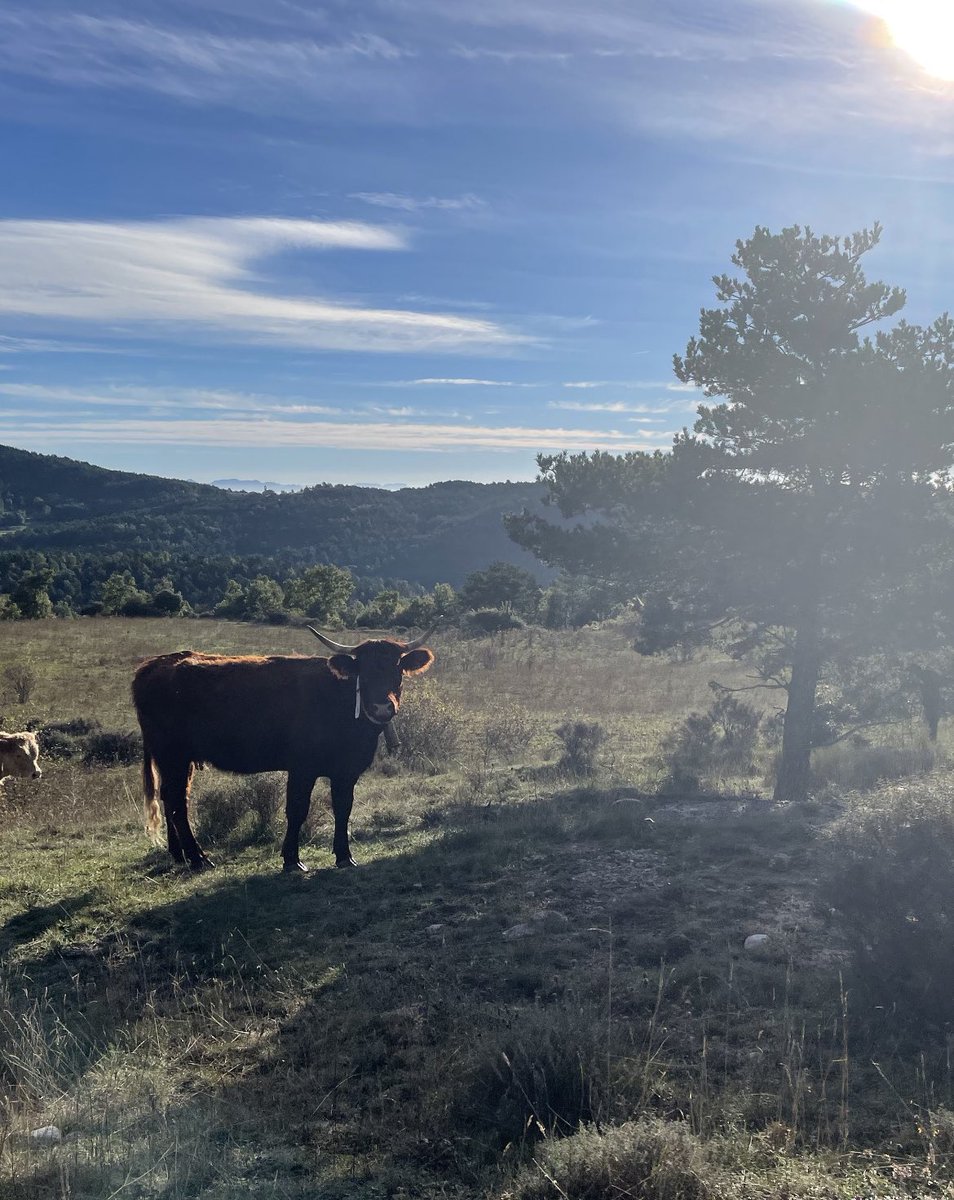 albalos21's tweet photo. Avui a al Berguedà boletaires, natura i feina multinivell amb ajuntament #Capolat, @ccbergueda i @diba per avançar en la millora de l’administració digital i la transparència 👌🏼 La col.laboració entre administracions públiques element fonamental de la transformació #SeTIBA 🚌🚀 https://t.co/nUUlEfSTP1