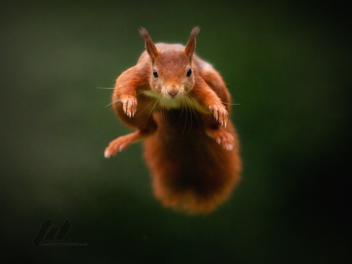 terrydonnelly01's tweet photo. Yesterday we finally released Sausage the Red Squirrel back into her environment after treatment for an eye infection and testing for SQPV pox. She settled well and even managed a leap photo. Thank you @Lancswildlife Ranger @Formbyvets @RSPCAStapeley for all playing a vital part https://t.co/G3MITaNDbN