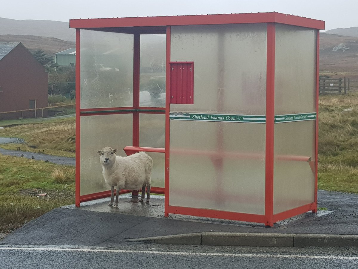 BarryReed10's tweet image. Highlight of 2 weeks stay on Shetland - sheep in a bus stop.