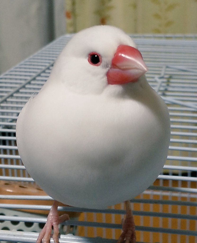 その他 ホロホロ鳥 コウライキジ ゆめちゃん食品 581.9円 カスタム販売