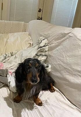 Keswick, a Dachshund in Missouri, needs a home now! 
Keswick is a 7 year old 10 pound dapple long hair dachshund who has spent his life as a breeder dog. He has come into our rescue now that he is “retired” 
See him on Adopt-a-Pet.com  adoptapet.com/pet/32773408-s…