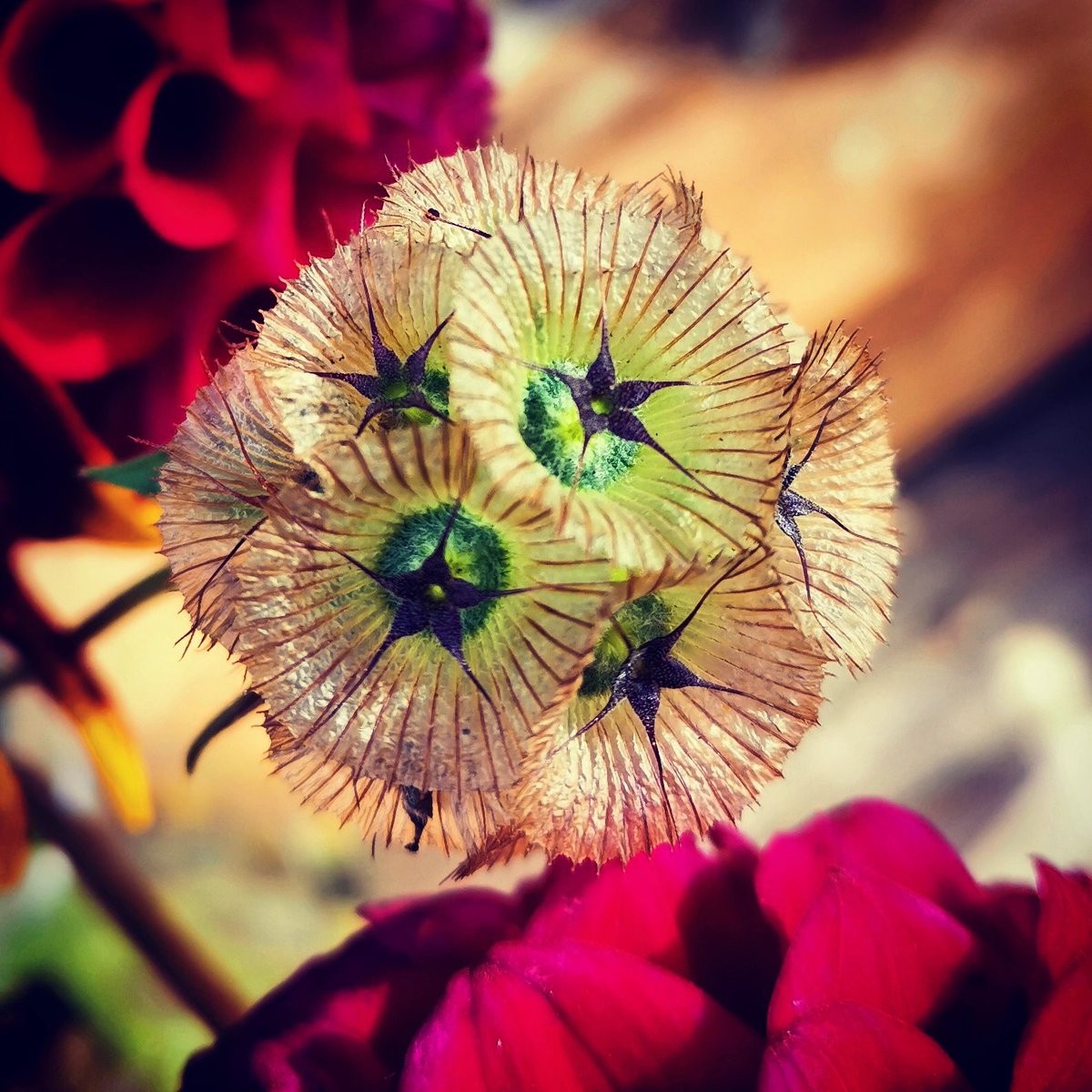 beesgardens's tweet photo. What a thing of beauty #Scabiousstellata is, those delicate but robust paper seedheads are amazing! Easy annual to sow too #allotmentlife #allotment #growyourownflowers #plantingdesign #gardening #gardendesign #gardendesigner https://t.co/LB3cJ7ZbkR