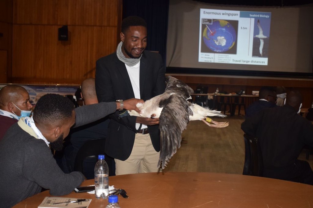 Our resident Yellow-Nosed Albatross; Clemens the OG(original glider), was the crowd favorite during the Ecosystem Approach to Fisheries training in Walvis Bay. #Marineconservation #sustainability
#seabirds
<a href="/AlbyTaskForce/">Albatross Task Force</a> @NNF_Namibia 
📷<a href="/Ndamononghenda9/">Ndamononghenda Mateus</a>