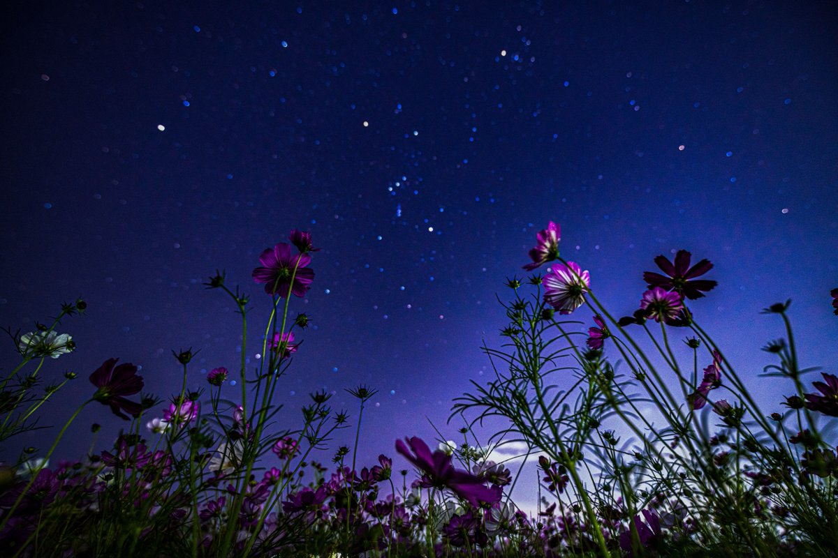 Bump Of Chicken情報非公式 Bumpofchicken S Twitter