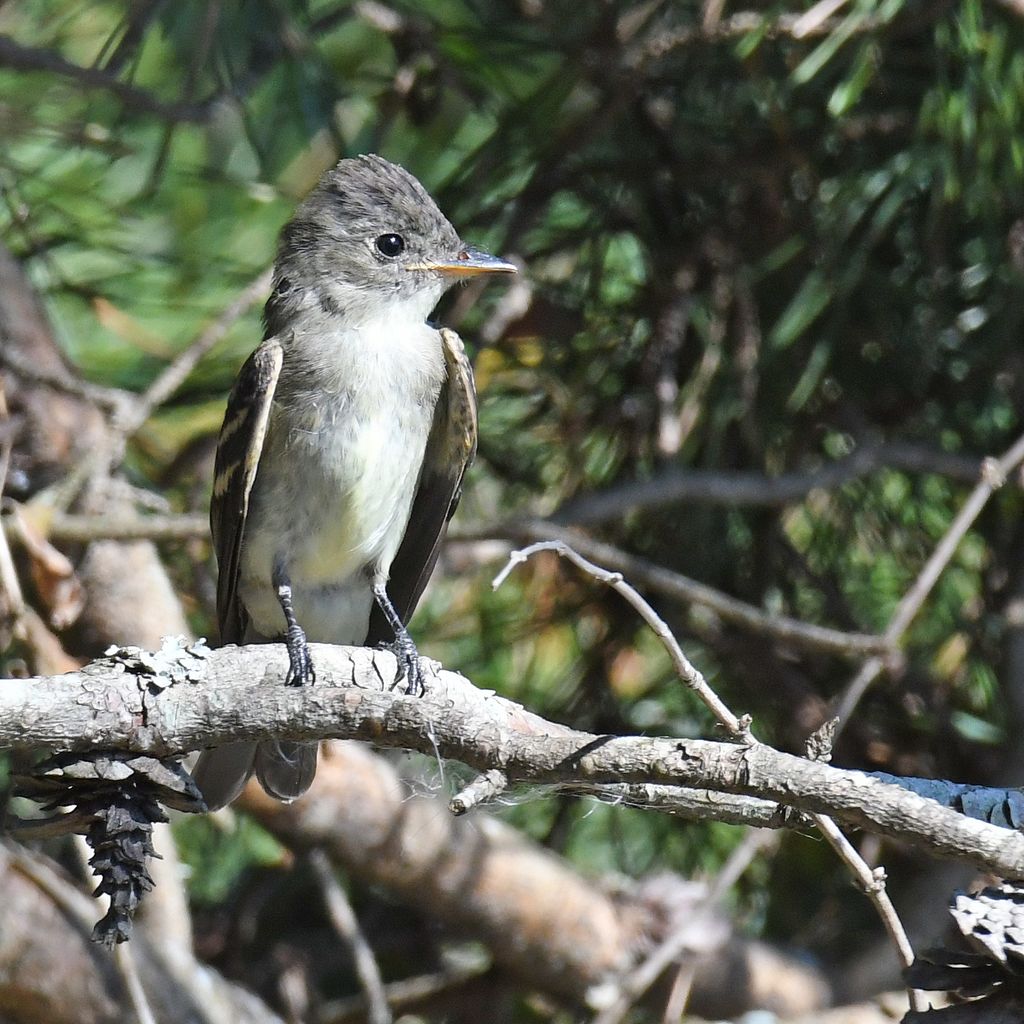 #easternwoodpewee #flycatcher #bird #birds #birding #birdwatching #animals #nature #wildlife #marylandwildlife #nikon #photo #migration #cute