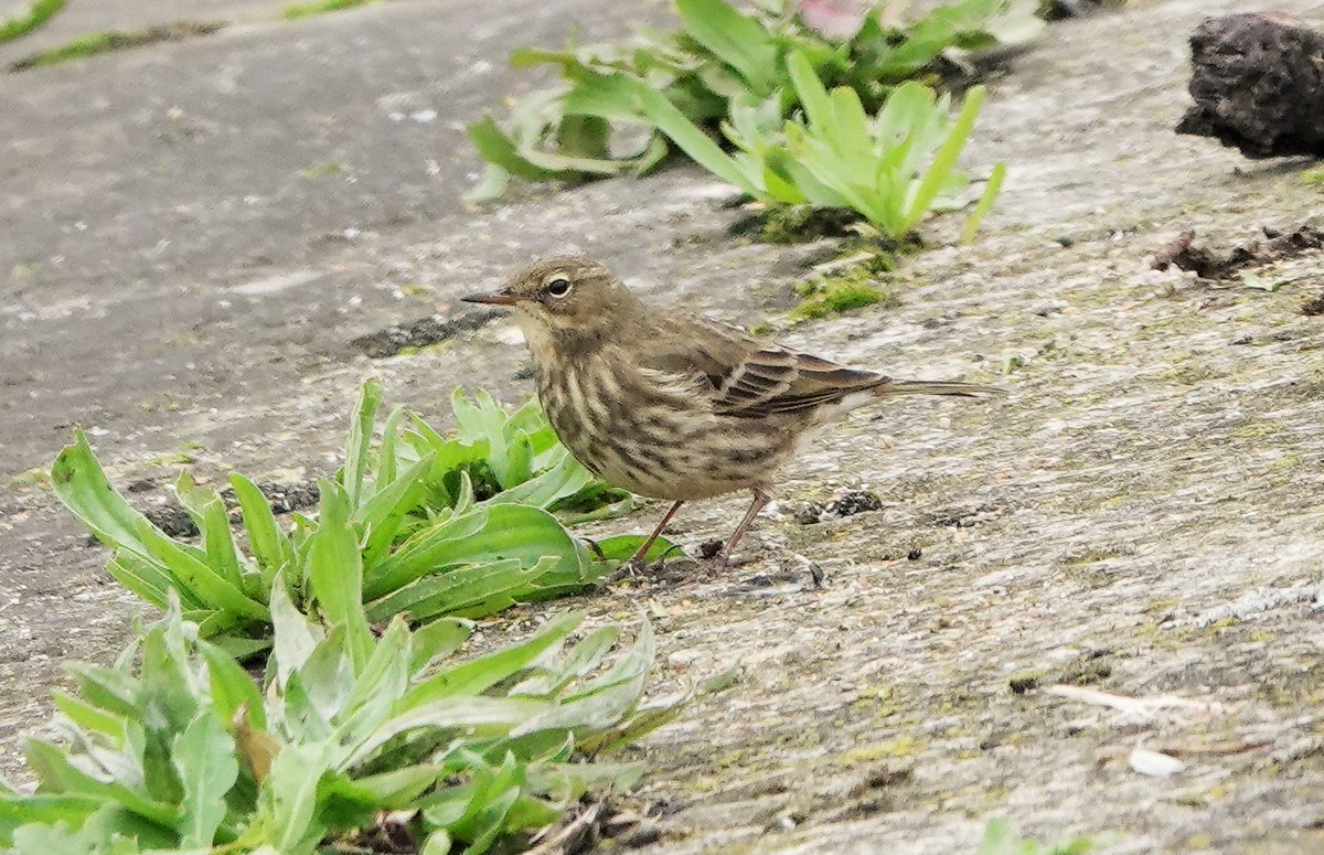 Bang on cue: 2 Scandi Rock Pipits on Lockwood res this pm...one is double ringed (Norwegian-ringed CZX), 2nd bird unringed @E17Wetlands @whiteleggdan @WildLondon @LondonBirdClub #londonbirds