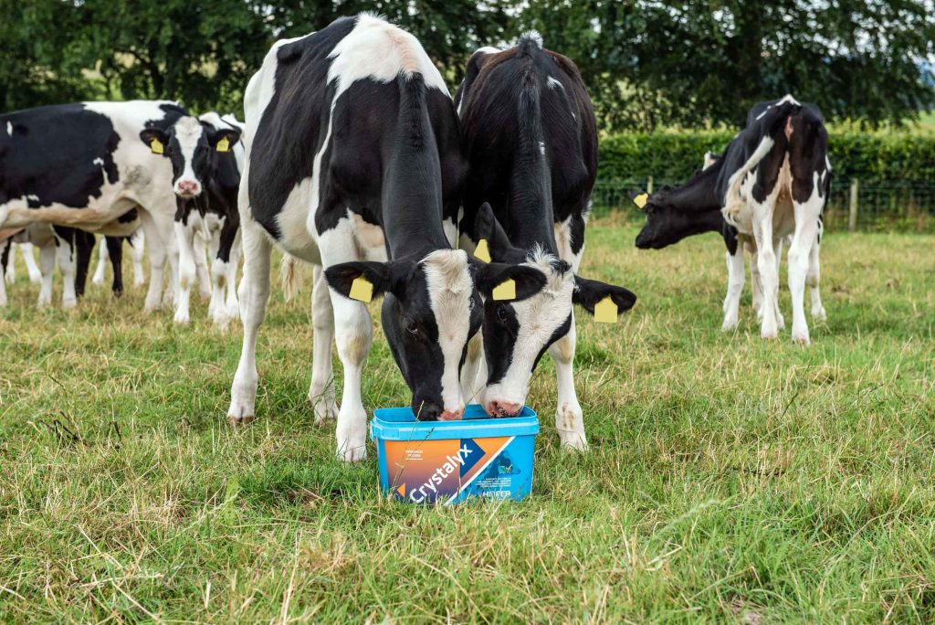 AgriTradeNews's tweet photo. Feed block manufacturer @Crystalyx_uk, part of the @CarrsGroup, has launched its first range of feed blocks specifically formulated for dairy systems - from calf rearing through the transition to lactation. 
#CaltechCrystalyx #CarrsGroup

https://t.co/1uOFoe4CPA https://t.co/I85ypdjk1l