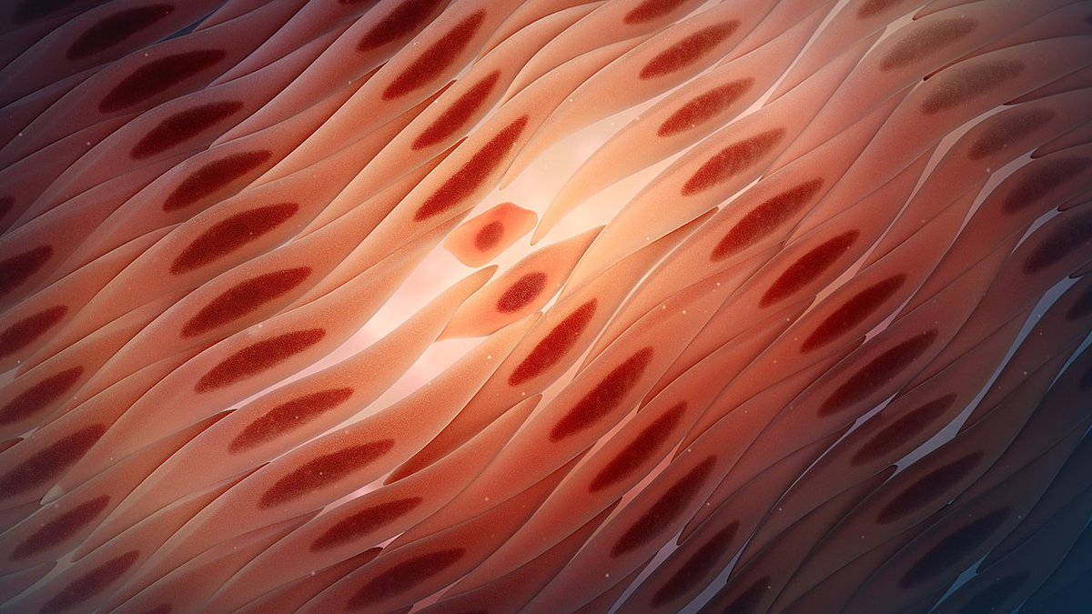 In a new <a href="/NatureComms/">Nature Communications</a> paper we found where #Cardiomyocytes – the cells that make our hearts contract – proliferate, and showed that they can regenerate after a heart attack. This could potentially lead to new therapeutic targets for #HeartFailure. go.nature.com/3FhgH2S