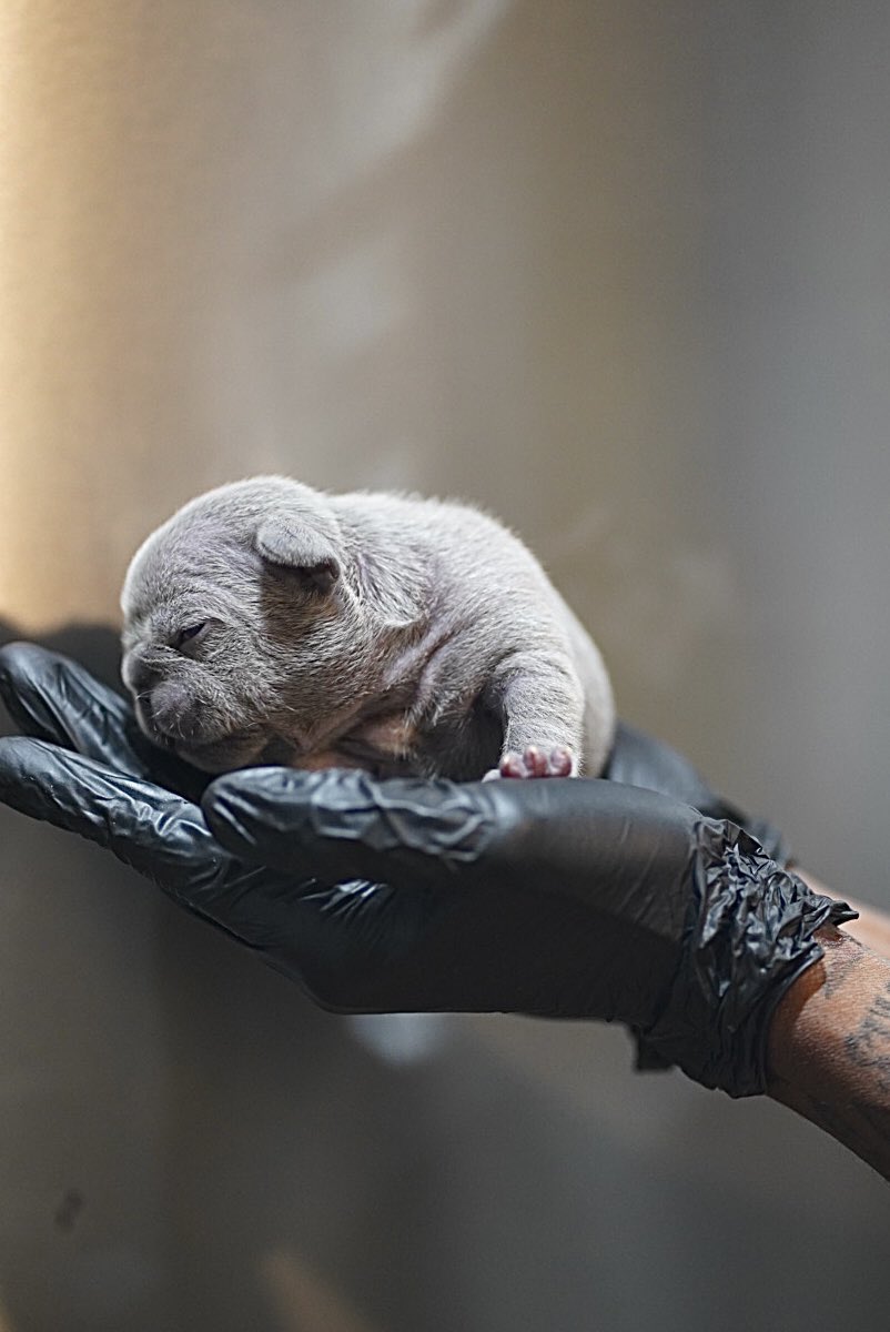 BHExotics_'s tweet image. Heating Up
#frenchies #frenchbulldog #grinchies